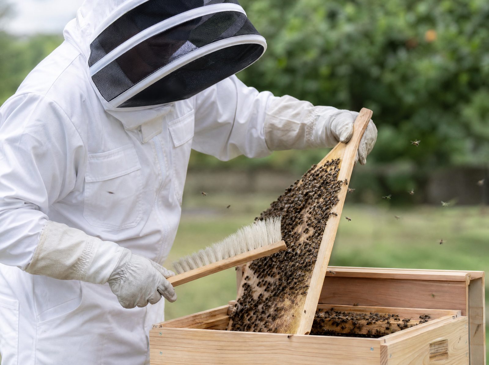 Bienenschwarm-Umsiedlung
