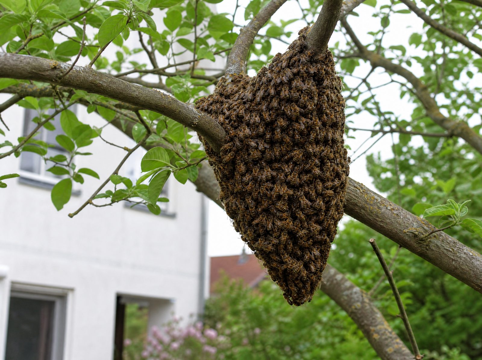 Anzeichen: Bienenschwarm-Umsiedlung