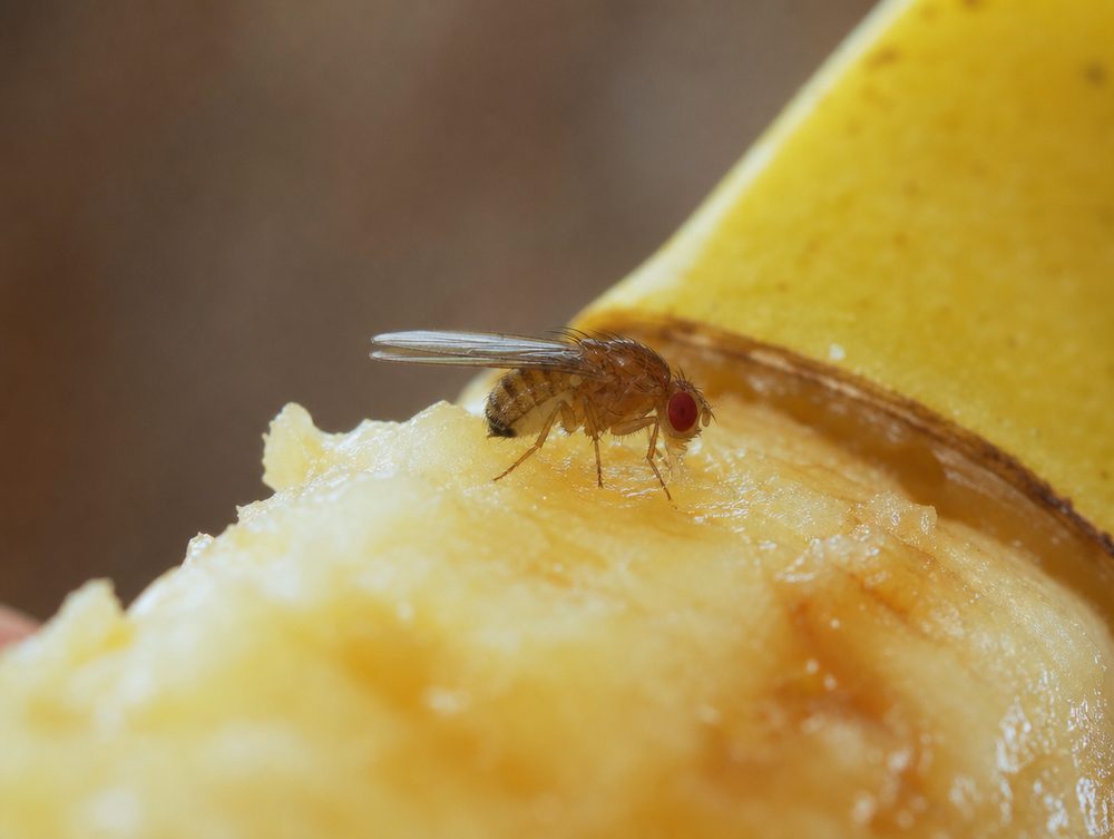 Fruchtfliege
