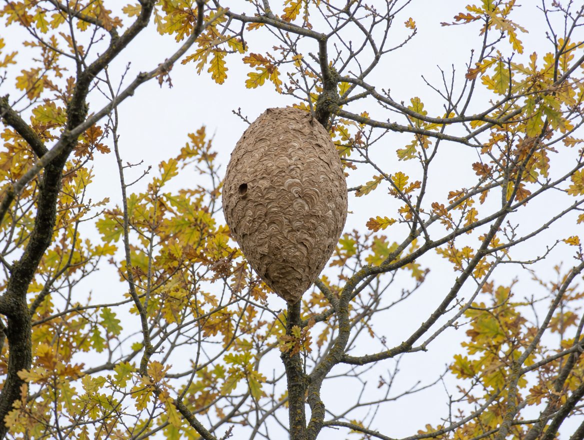 Asiatische Hornisse Nest: erkennen und richtig entfernen lassen