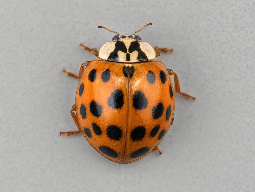 Asiatischer Marienkäfer: 6–8 mm groß