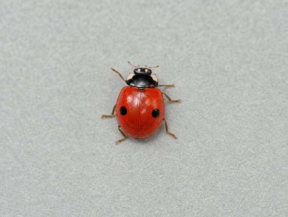 Zweipunkt-Marienkäfer: 3,5–5,5 mm groß