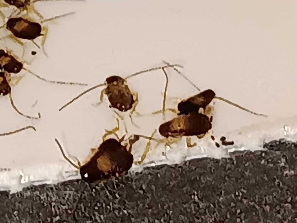 Baby-Kakerlake (Nymphe): Rund 3 mm nach dem Schlupf