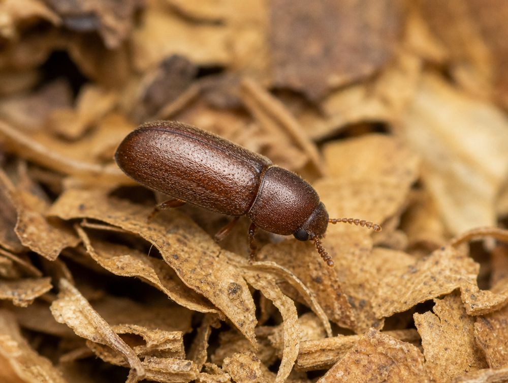 Tabakkäfer