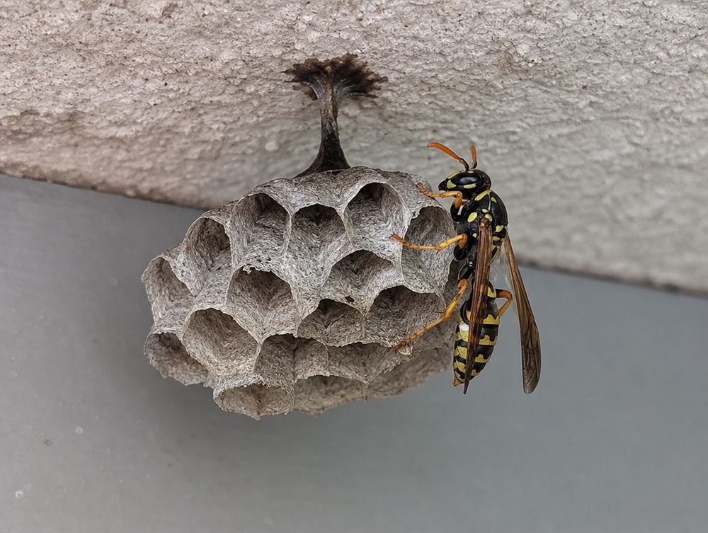 Sächsische Wespe