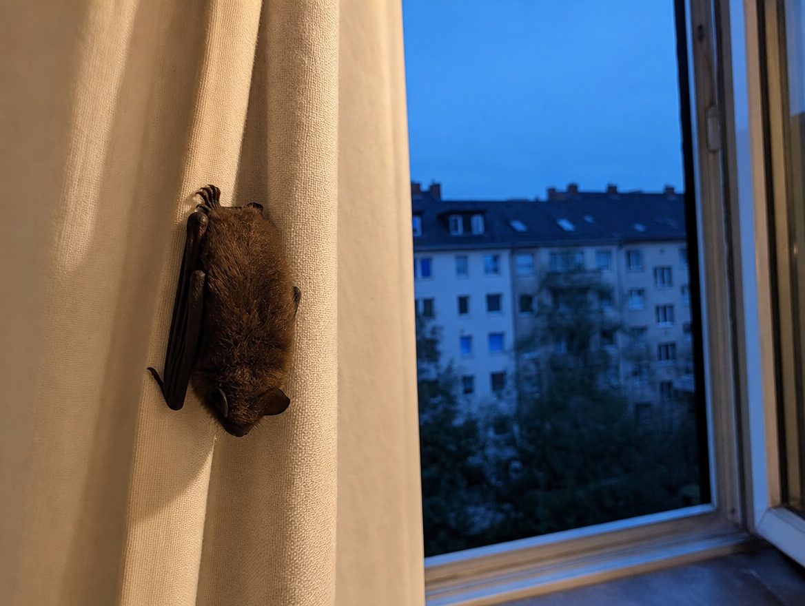 Fledermaus im Haus oder in der Wohnung: Was jetzt zu tun ist