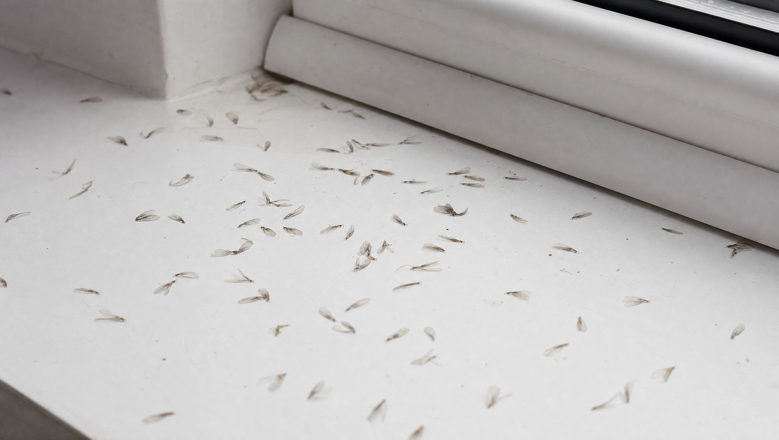 Illustration: Sind fliegende Ameisen gefährlich? Wann steckt ein Nest im Haus dahinter?