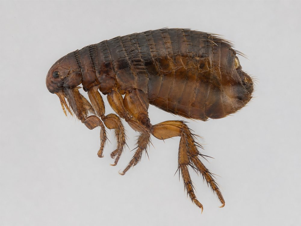 Menschenfloh: Pulex irritans