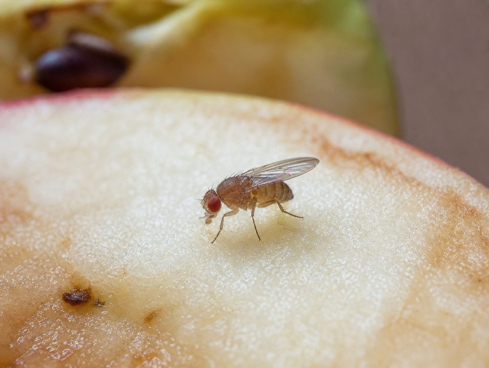 Fruchtfliege