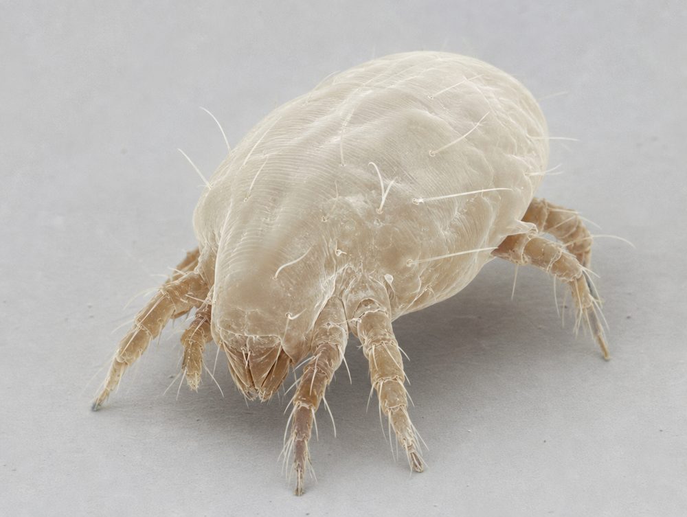Hausstaubmilbe: 0,1 bis 0,5 mm, mit bloßem Auge unsichtbar