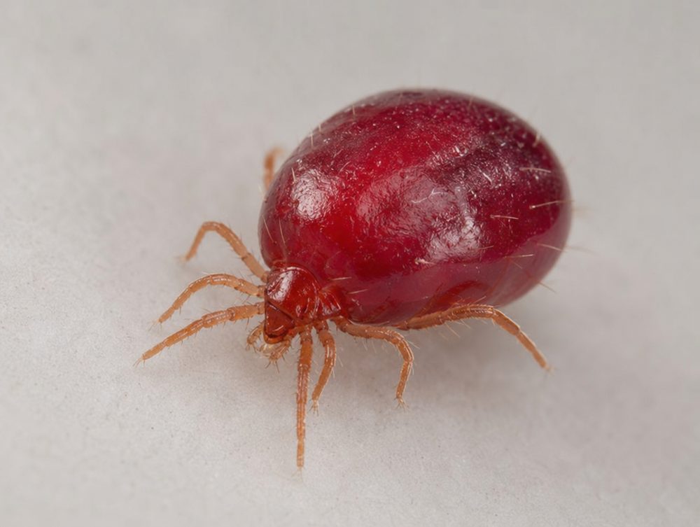 Rote Vogelmilbe: Etwa 0,7 mm, nachtaktiv