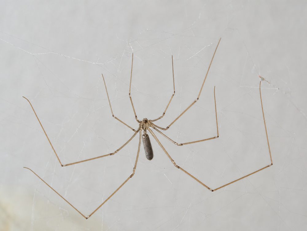 Große Zitterspinne: Winziger, länglicher Körper