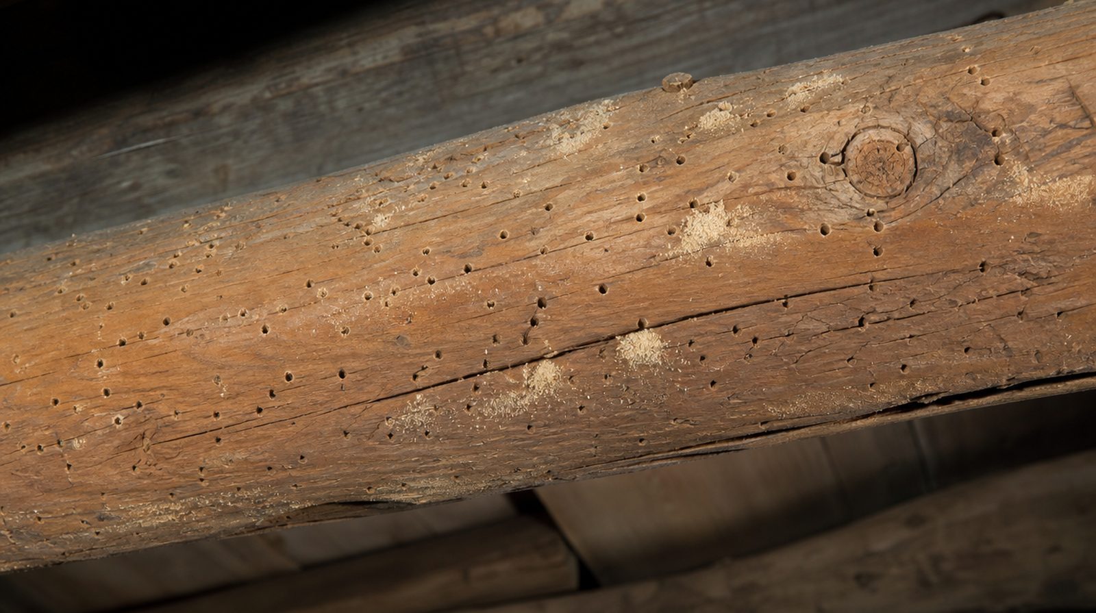 Holzwurm bekämpfen: Die Methoden im Vergleich