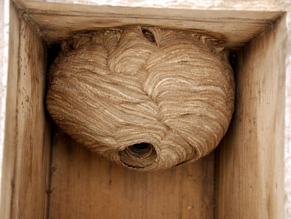Hornissennest
