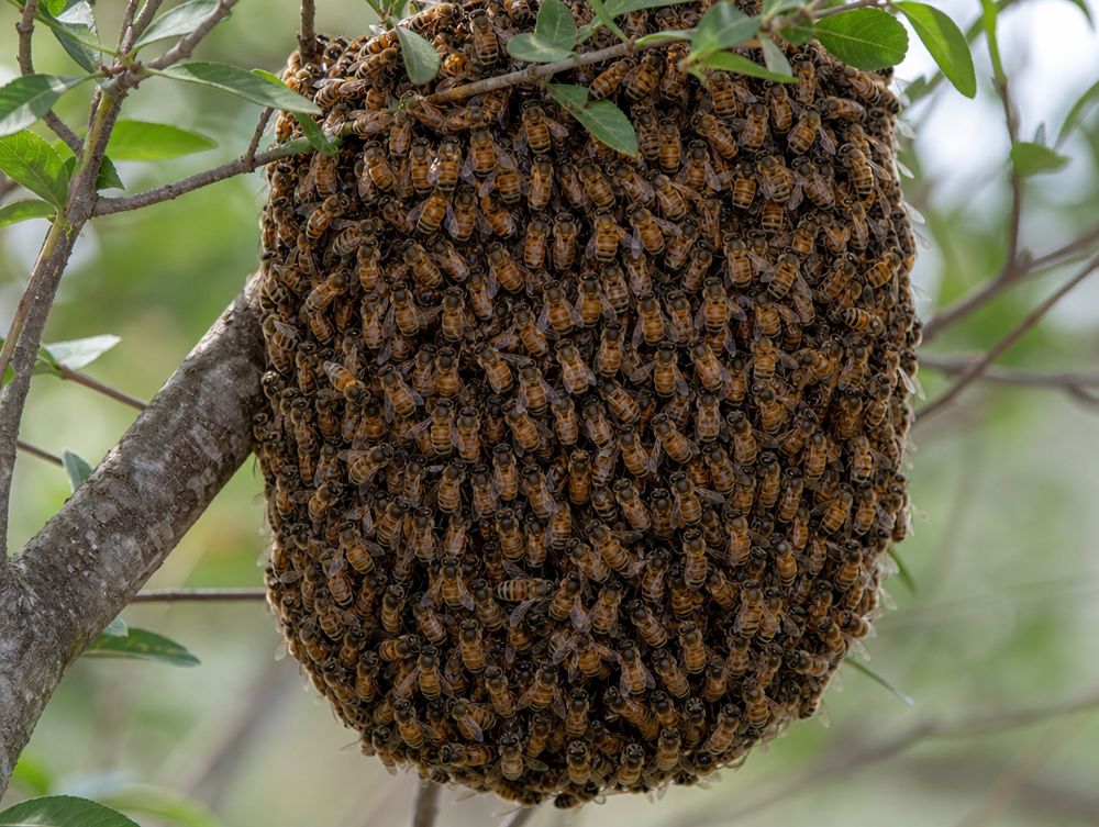 Bienenschwarm