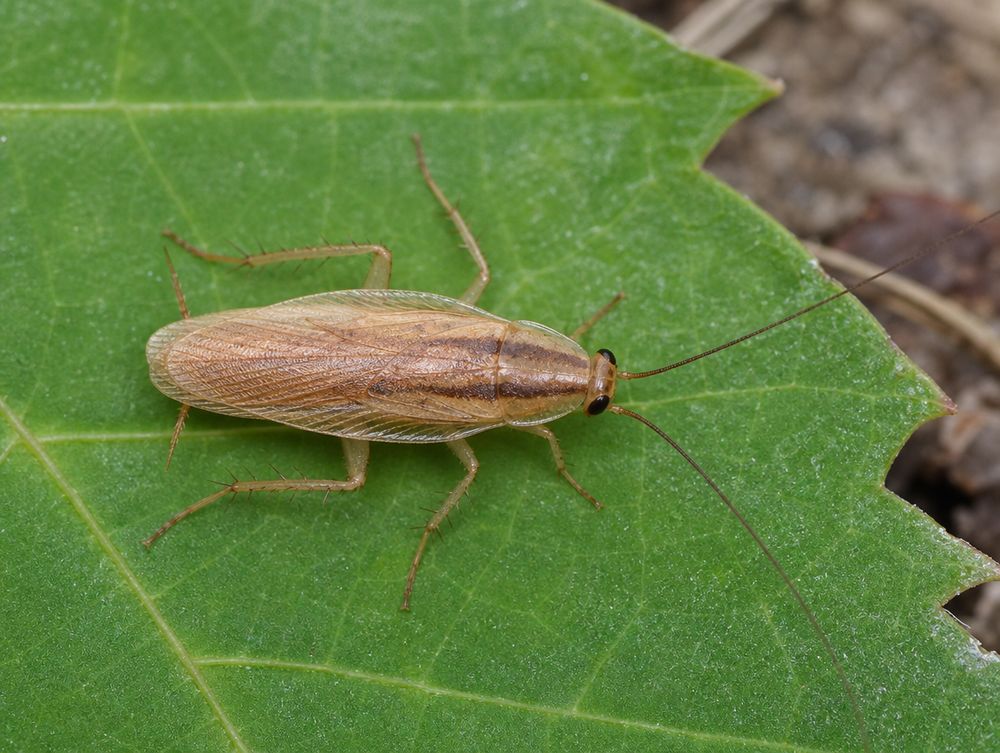 Waldschabe