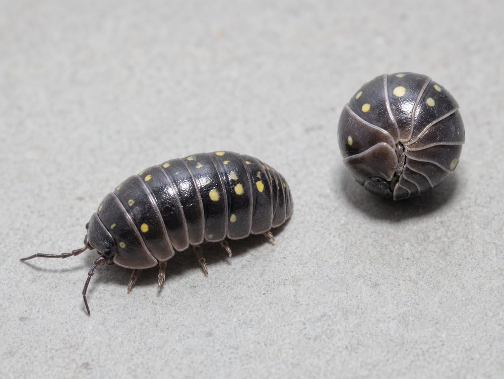 Rollassel: Meist schwarz mit gelben Flecken