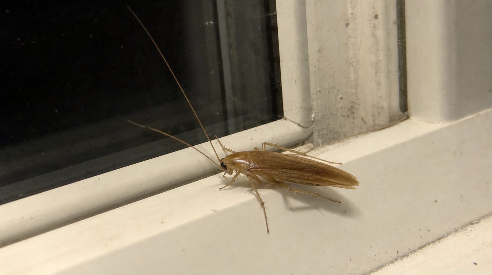 Können Kakerlaken fliegen? Warum fliegende Schaben meist harmlos sind