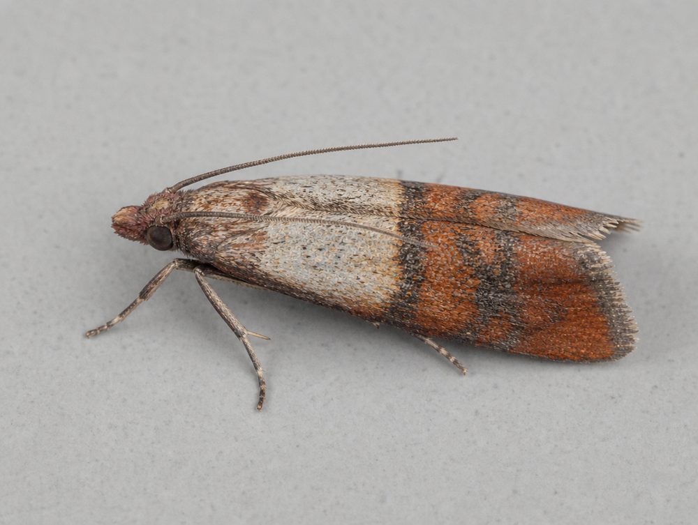 Dörrobstmotte: Etwa 1 cm, Spannweite bis 2 cm