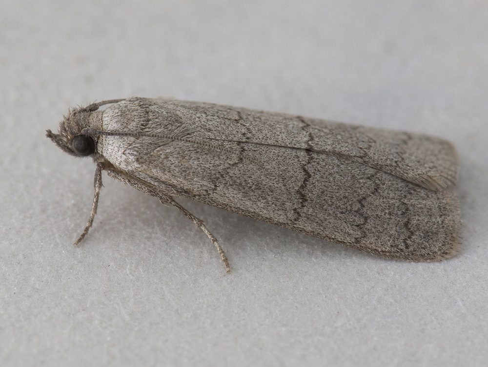 Mehlmotte: Etwa 1 cm, Flügel einheitlich grau