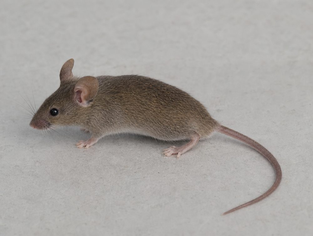 Maus: Leises Kratzen, Rascheln, Trippeln