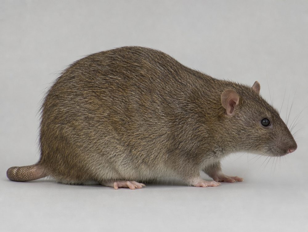 Ratte: Lauteres Nagen und Scharren