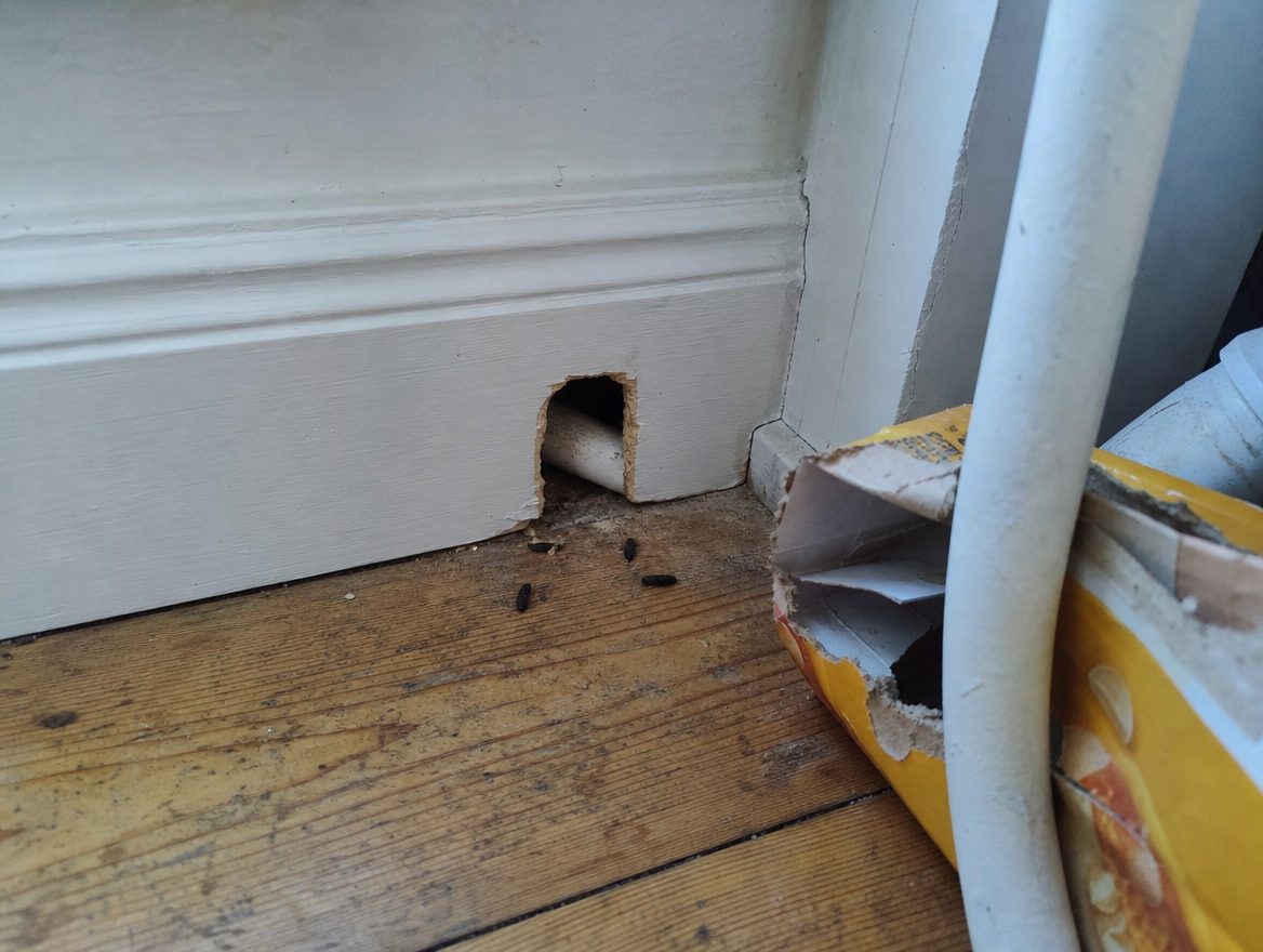 Mäuse im Haus: Anzeichen, Geräusche in Wand und Decke, was tun
