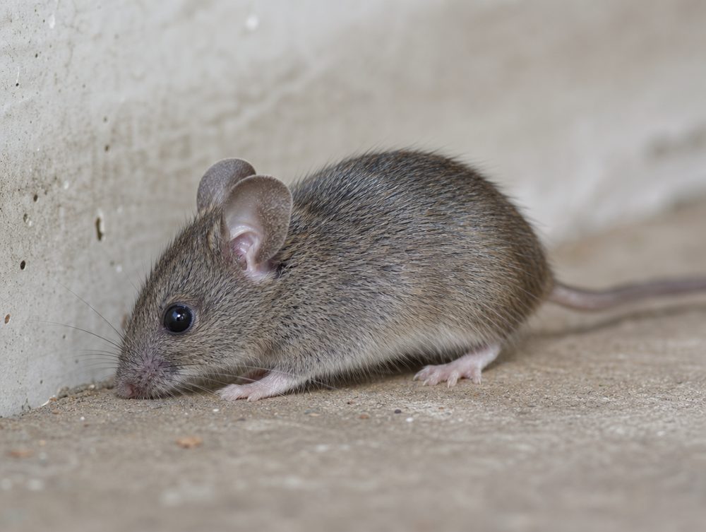 Hausmaus