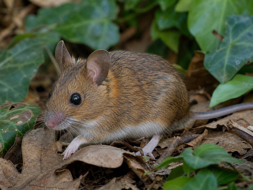 Waldmaus / Gelbhalsmaus