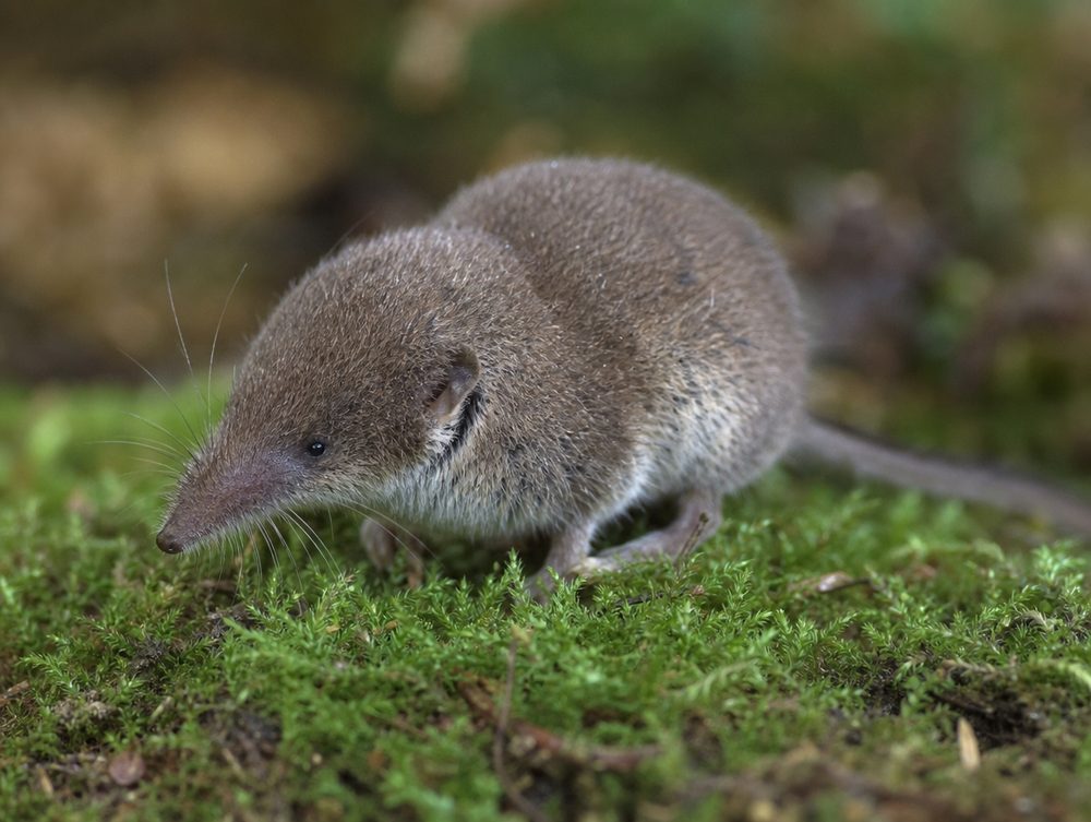 Spitzmaus (kein Nager)