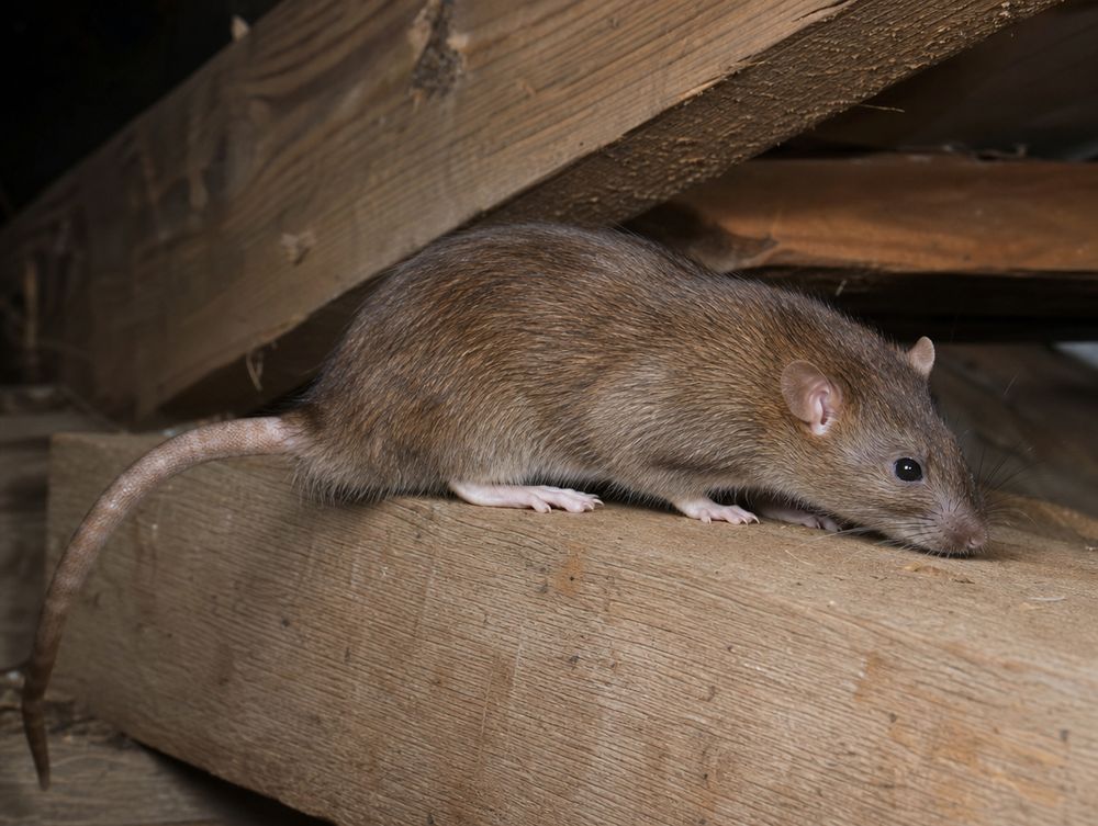 Ratte