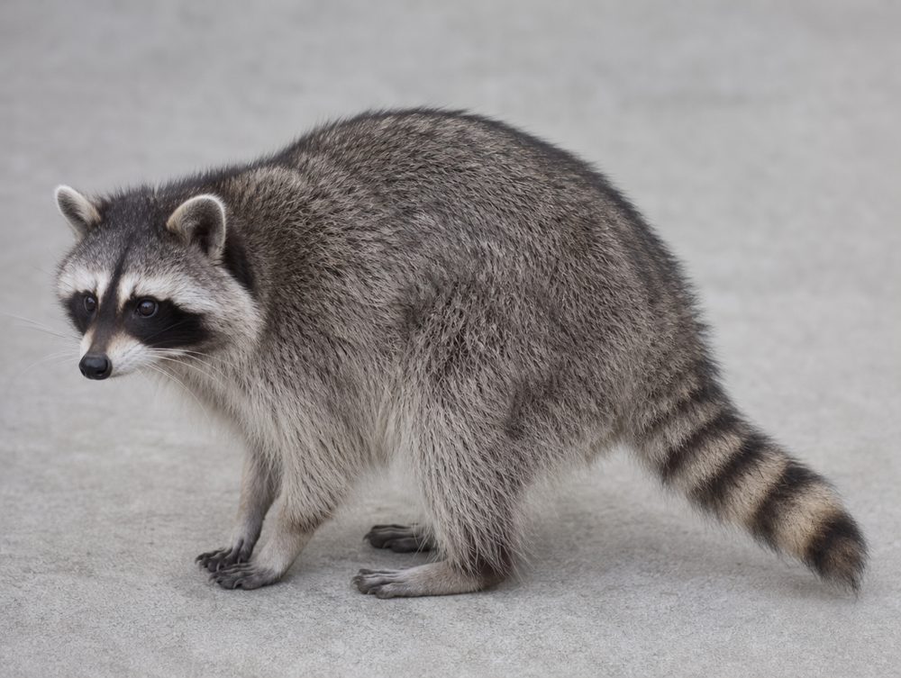 Waschbär: Etwa katzengroß, grau, buckeliger Gang