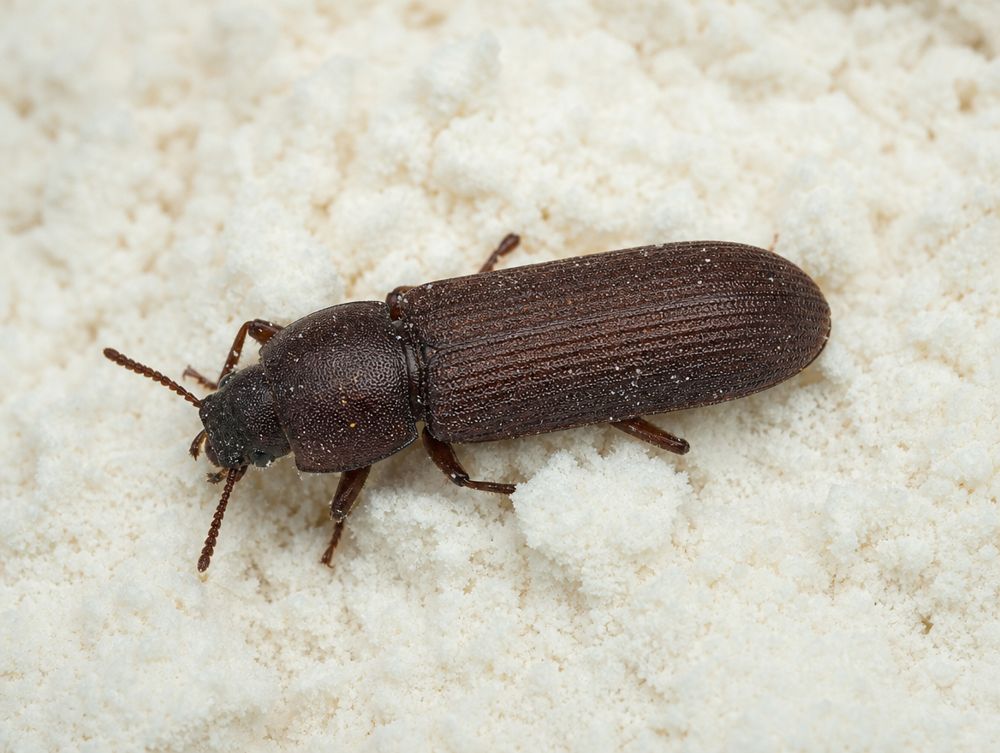 Mehlkäfer