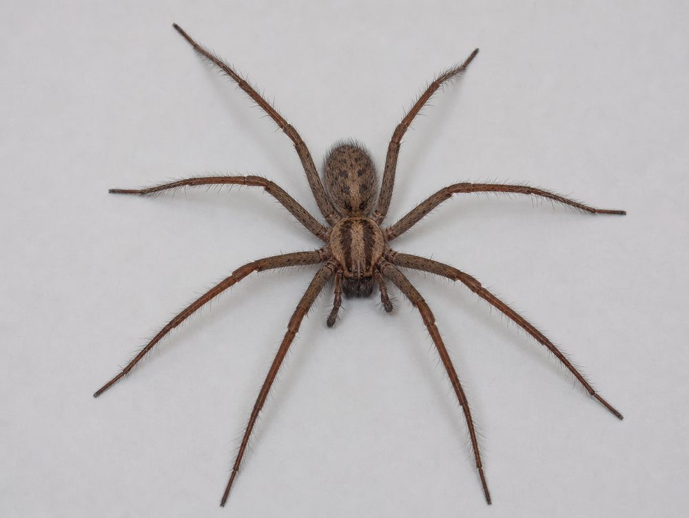 Große Winkelspinne: Körper 10–16 mm, Beine bis 10 cm Spannweite