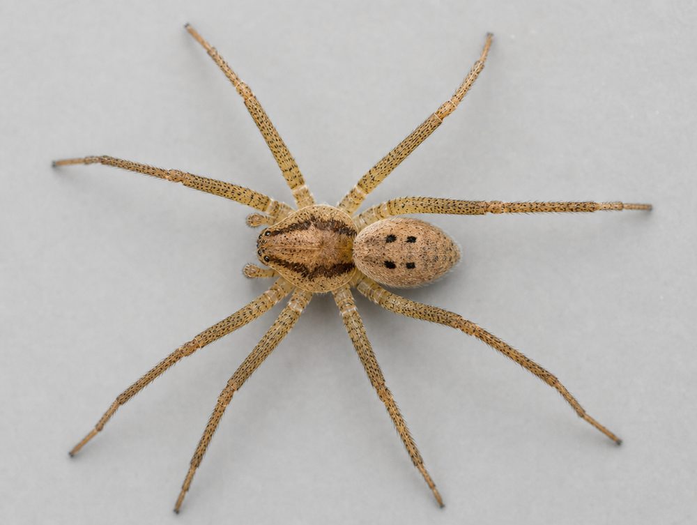 Vierfleckzartspinne: Deutlich kleiner: 5–9 mm Körper