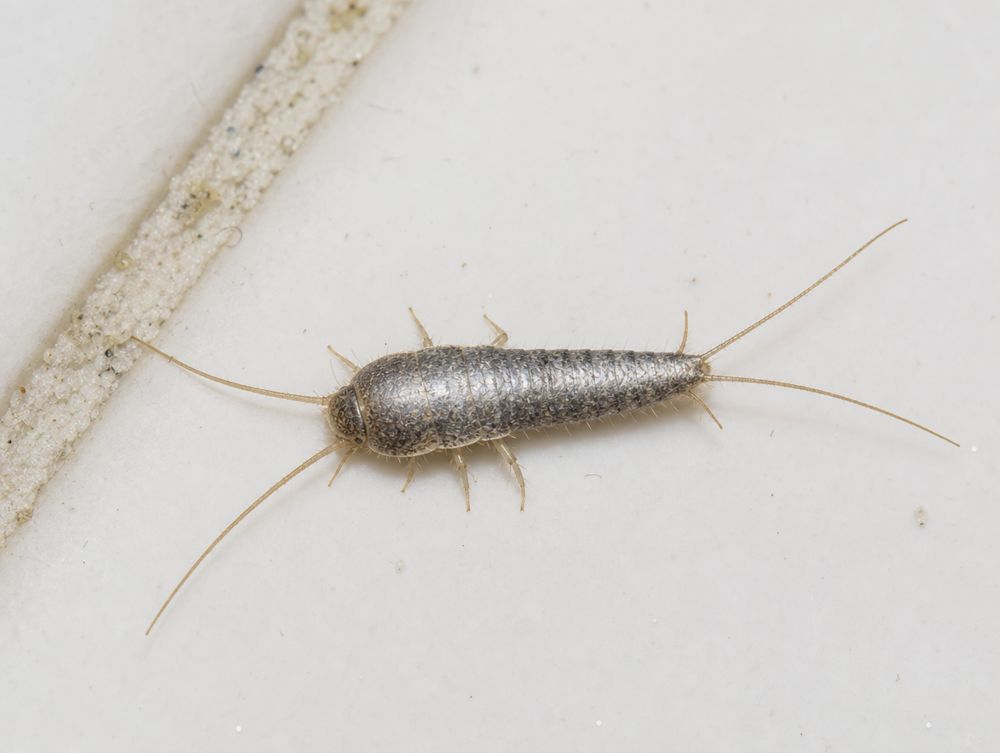 Silberfisch