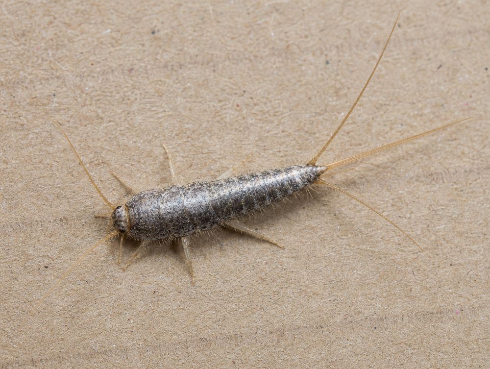 Papierfischchen