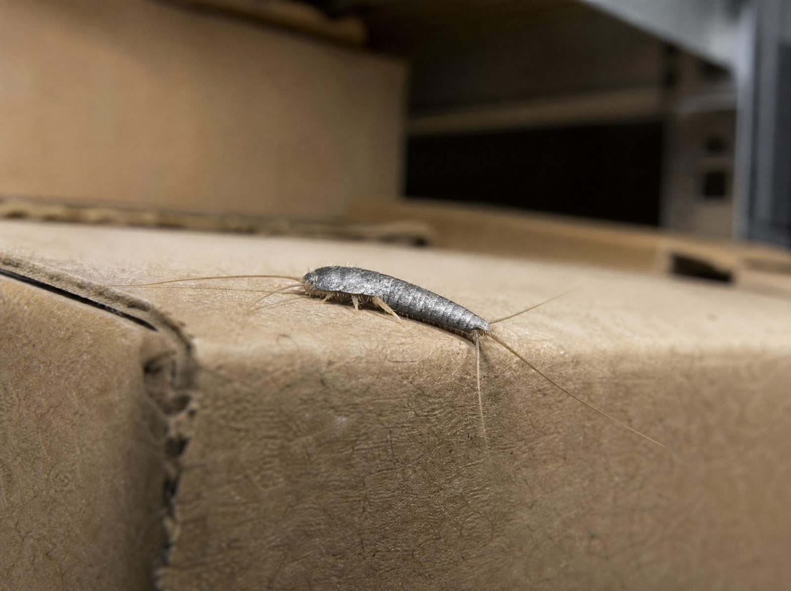 Titelbild: Papierfisch oder Silberfisch? Unterschied erkennen und richtig handeln