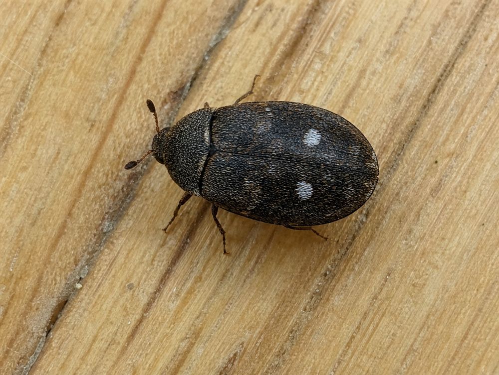 Pelzkäfer