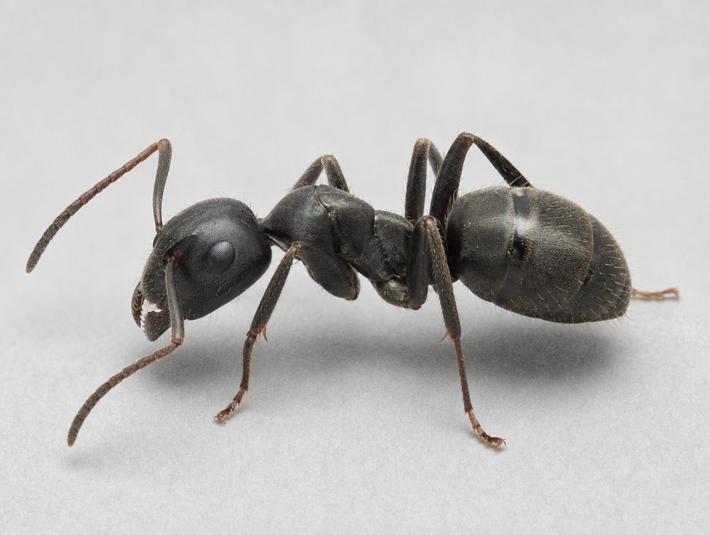 Schwarze Wegameise: Arbeiterin ca. 3–5 mm