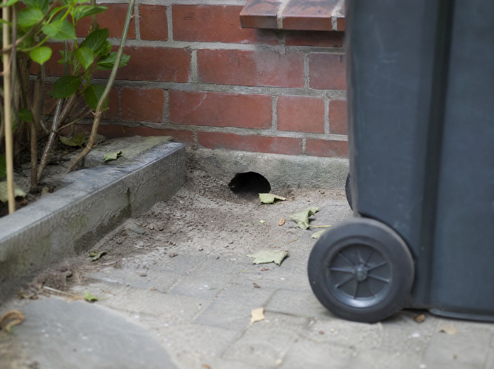 Titelbild: Ratten melden in Hamburg: Meldepflicht, Ablauf, Zuständigkeit