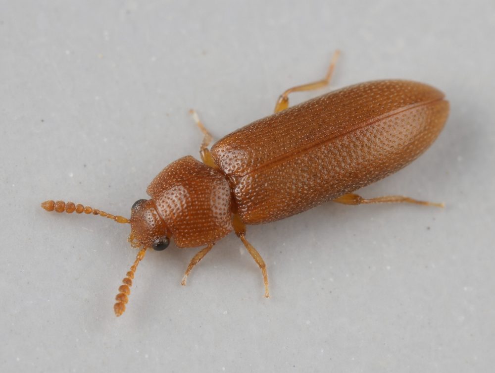 Schimmelkäfer (Moderkäfer): Etwa 1 bis 3 mm, länglich, bräunlich