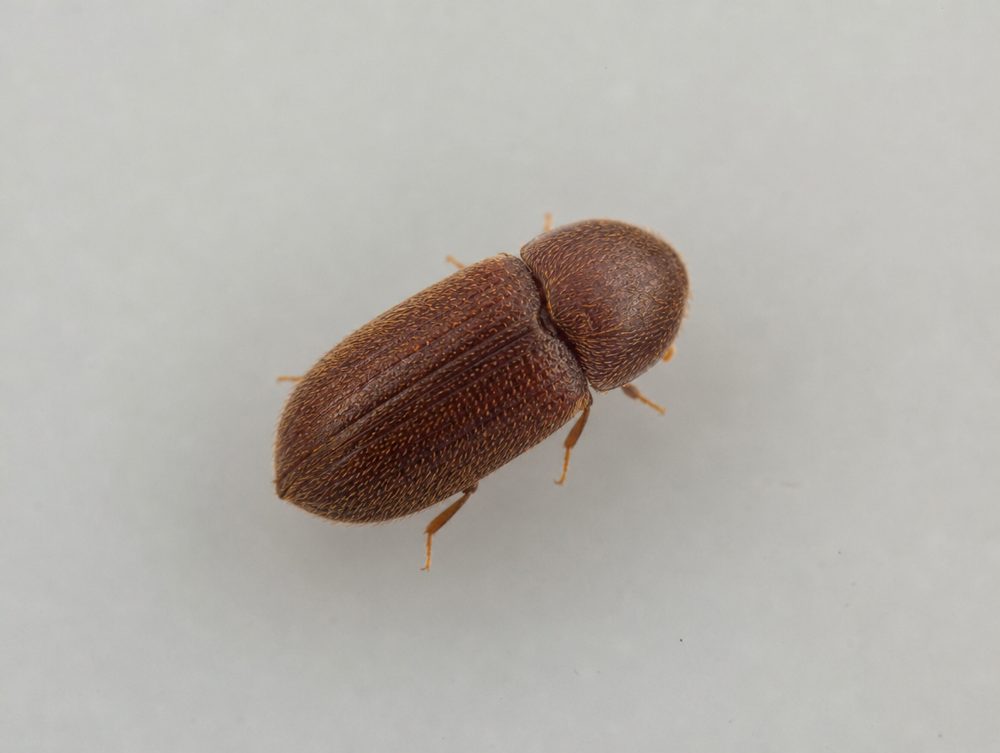 Brotkäfer: 1 bis 4 mm, rot- bis dunkelbraun
