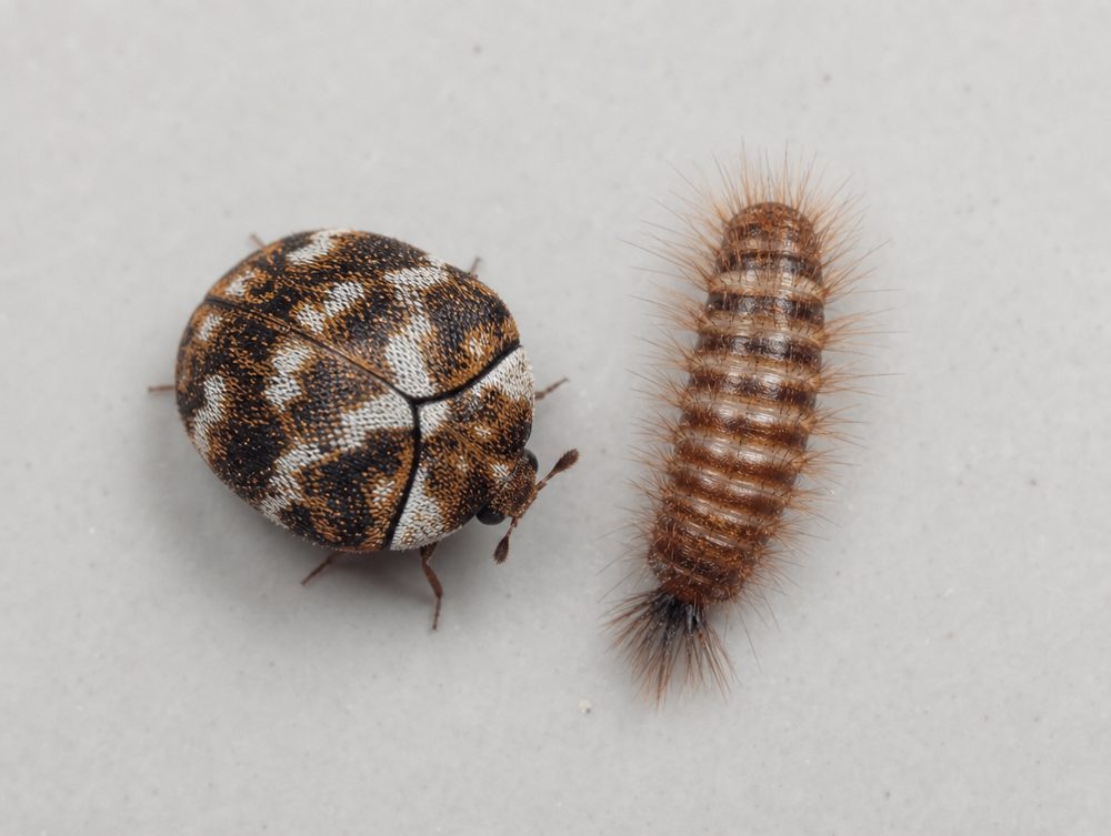 Teppichkäfer: 1,7 bis 4,5 mm, rundlich oval