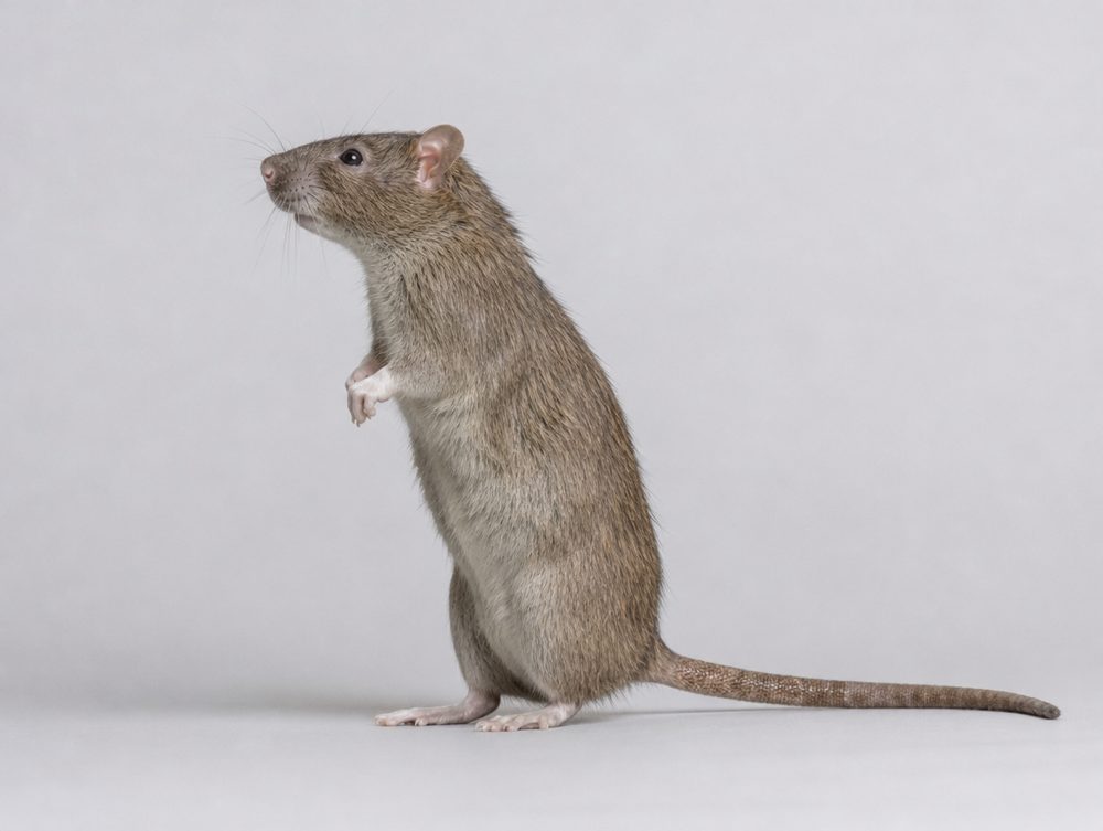 Ratte und Maus: Nackter, geschuppter Schwanz