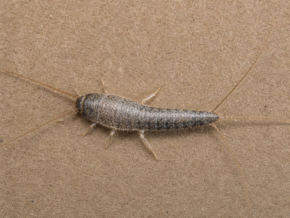 Papierfischchen
