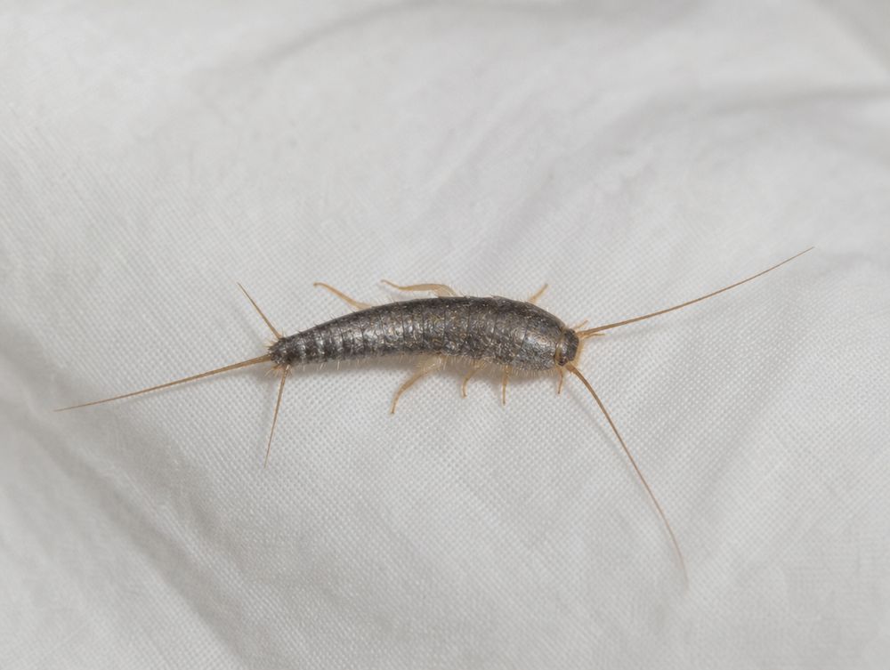 Silberfisch