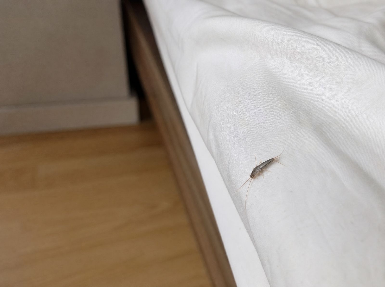 Titelbild: Silberfische im Bett: Harmlos, aber ein Warnsignal