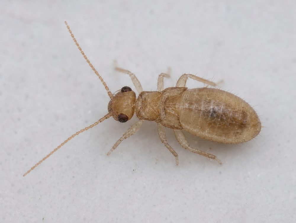 Staublaus: 1–1,5 mm, hell bis bräunlich