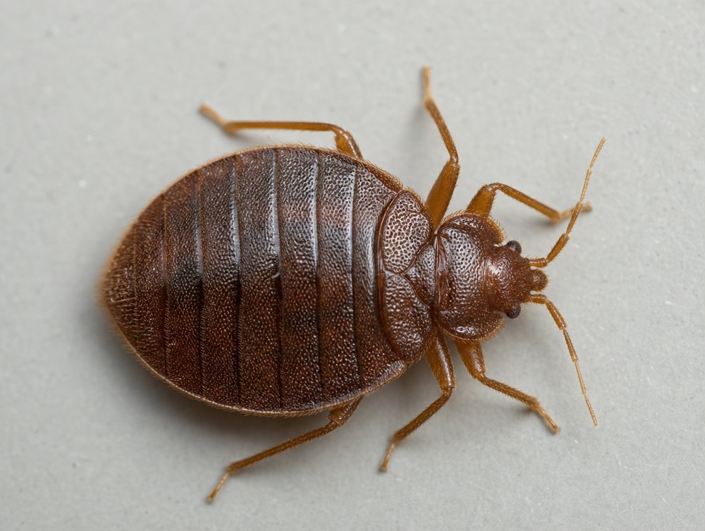 Bettwanze: 5–6 mm, rotbraun